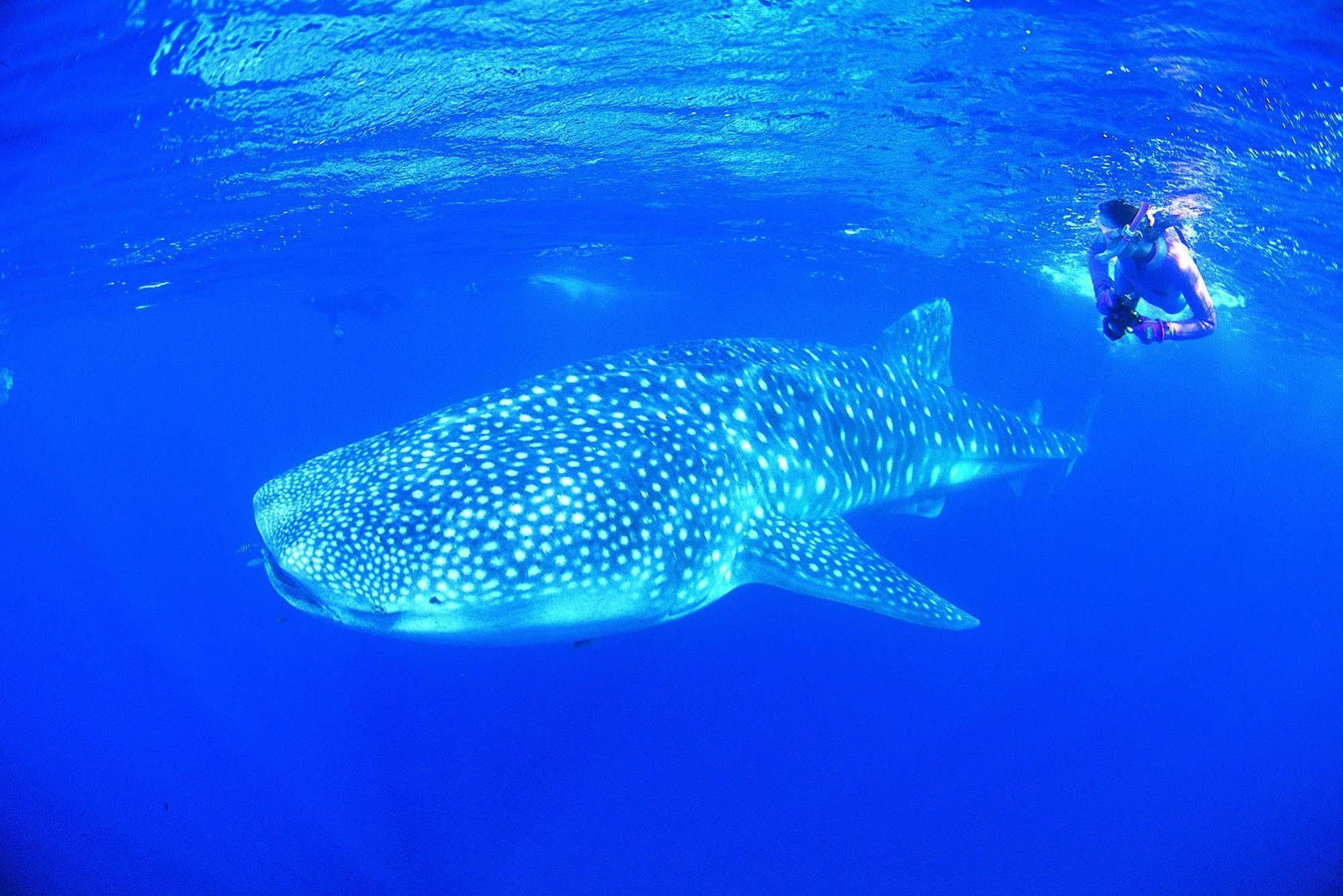 Ningaloo Reef Resort Coral Bay Eksteriør billede